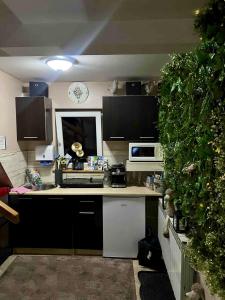 a kitchen with a green plant on the wall at Pokoje "U Moniki" in Ząb +25 photos