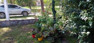 a garden with potted plants in a yard with a car at La bonita II in San Pedro de Colalao +8 photos