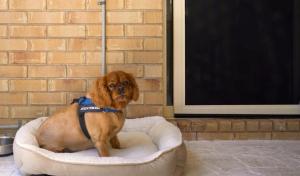 a brown dog sitting in a dog bed at Burnett Heads Family Escape in Burnett Heads