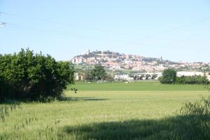 a field of grass with a hill in the background at evvIVA's house in Osimo