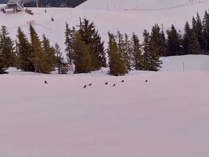 Fuchs Alm v zime