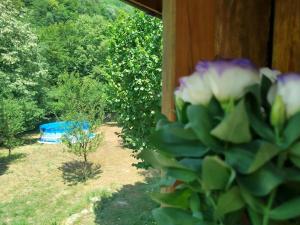 a view of a garden with a blue tent and a bush at Къща за гости Аврамови in Ribarica