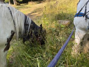 Longhopeにある2 Guests - Pet Friendly - Traditional Gypsy Vardoのギャラリーの写真
