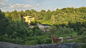 a brown horse standing on top of a hill at CAL ESCALER in Caserras