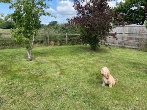 a dog sitting in the grass in a yard at Swallows Retreat in Fordingbridge