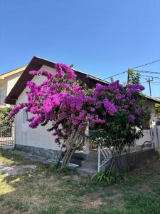 two trees with purple flowers in front of a house at Bloom Home Bar in Bar +10 photos