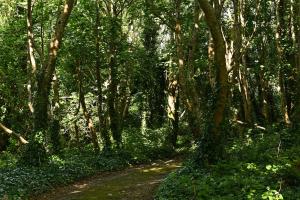 a path in a forest with a lot of trees at Renvyle House Hotel & Resort in Renvyle