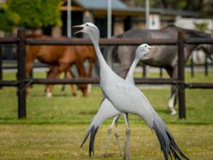 two birds walking in front of a fence with horses at Rhone Hill Polo Club in Plettenberg Bay +3 photos