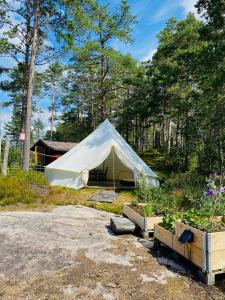 a white tent in the middle of a forest at Fredelig og landlig lavvoferie in Møkjåland