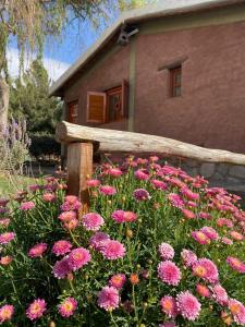 a field of pink flowers in front of a house at cabañas las viñas in Anguinán