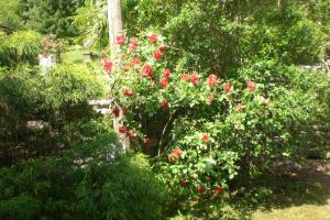 a bush with red roses in a garden at Casa Giulia in Maggia +2 photos