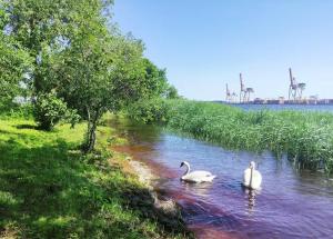 three swans swimming in a river with a factory in the background at Minimalist riverside hideout in Riga