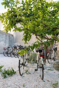 eine Gruppe von Fahrrädern, die unter einem Baum geparkt sind in der Unterkunft Le Stanze del Monsignore in Novoli