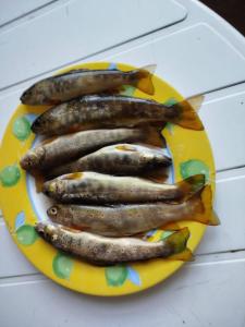 ein gelber Teller mit Fisch auf einem Tisch in der Unterkunft Lou camparol in Villeneuve + 5 Fotos