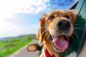 a dog sticking its head out the window of a car at Dog Friendly Hot Tub Walk to Beach in Southern Shores