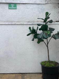 a small plant in a pot next to a wall at Habitación para 6 personas in Curicó
