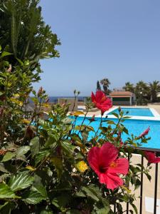 two red flowers in a bush next to a pool at Sun Studio Tenerife in Arona +6 photos