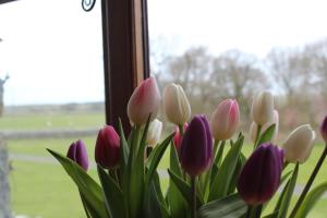 a bunch of purple and white tulips in a window at Ystumgwern Luxury Barn Conversions in Dyffryn