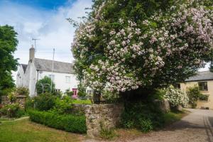 a large flowering tree in front of a house at Hollamoor Farm in Barnstaple