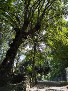a tree over a stone wall on a road at La Casa nel Bosco in Somma Lombardo