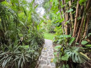 a path in the middle of a forest with plants at Unicorn Reborn - Peaceful Rentals in San Marcos La Laguna