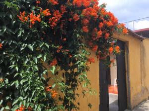 a bunch of orange flowers on the side of a building at Hospedaje Económico Antigua in Antigua Guatemala +23 photos
