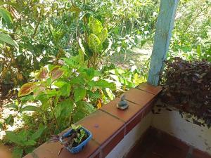 a bird sitting on top of a brick ledge at La fuente del loto in San Carlos