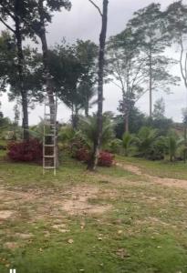 una escalera en un campo junto a los árboles en Eco sitio Casa da Mata, en Curuçá