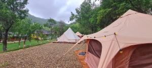 a row of tents in a field with trees at Alunis GLAMPING in Aluniş