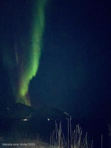 an image of an aurora in the sky at night at Stranda Apartment in Senja