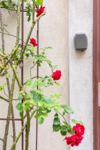 a group of red roses growing next to a wall at Cozy I central I free parking in Vienna