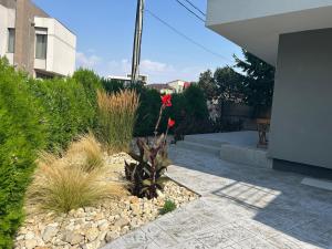 a garden with a red flower in a yard at EOS - Eforie Nord in Eforie Nord