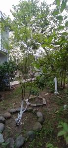 a small tree in a yard with rocks at Apartment on Kobuleti beach. in Kobuleti