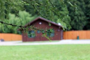 a tree branch with a red barn in the background at Varsag Resort in Vărşag