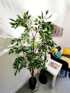 un albero in vaso in un soggiorno con un tavolo di Le binic - proche gare et centre a Saint-Brieuc Altre 7 foto