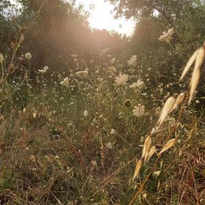 Gallery image of Villa Ca' di Monte in Scopeti