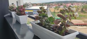 Foto sihtkohas Smederevska Palanka asuva majutusasutuse Apartman 022 galeriist
