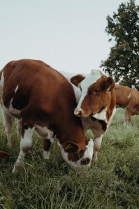 deux vaches brunes et blanches debout dans un champ dans l'établissement Ferienwohnung Heuboden am Eberlhof, à Schechen