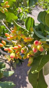 a bunch of fruits on a tree with leaves at Sentiti a casa in Bronte