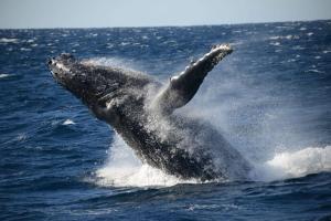 Gallery image of Husky Shores, Jervis Bay in Huskisson +7 photos