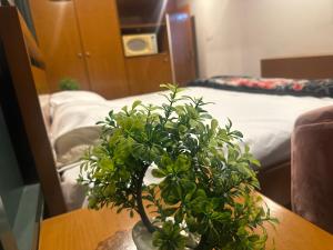 una maceta sentada en una mesa junto a una cama en Arcadian luxury Apartment, en Rawalpindi 4 fotos más