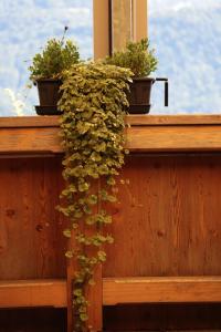 Fotografie z fotogalerie ubytování Hotel Wildbach Brienz v destinaci Brienz