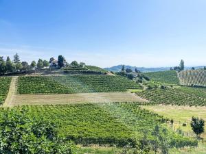 a large vineyard in the middle of a field at Holiday Home Guest House Viotti by Interhome in Castel Rocchero
