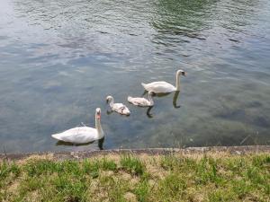 a group of white swans swimming in the water at Merlin Cottage in Montereau-Fault-Yonne