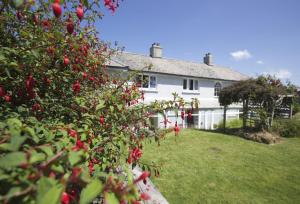 a white house with a tree with red apples at Penrose Cottage in Bude