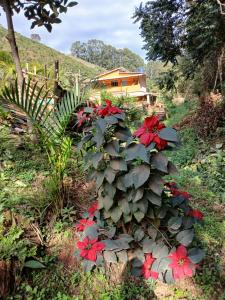 a bush with red flowers in front of a house at perfume da mata caparaó in Caparaó Velho
