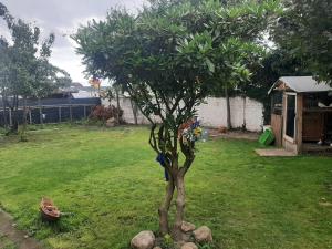 a small tree in the middle of a yard at Wohnen auf Zeit HF in Herford