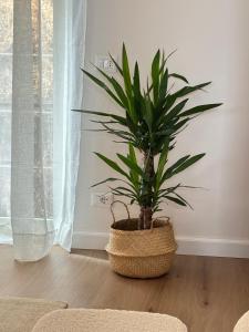 a plant in a basket sitting on a wooden floor at La Terrazza Sulla Valle in Sgurgola +54 photos