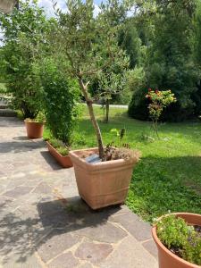 a potted tree in a large pot on a patio at Ferienwohnung Gräfendhron in Gräfendhron