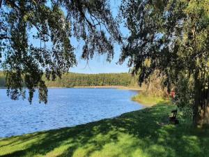 a bench sitting under a tree next to a lake at Exklusives Schwedenhaus in Mirow in Granzow